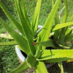 aloe vera, plants, succulents